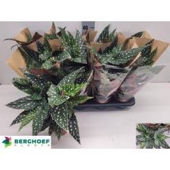 P. Begonia Maculata 12/35cm x8