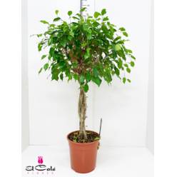 P. Ficus Be Exotica Trenzado 21/90cm