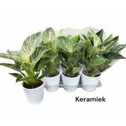 P. Philodendro Overing 12/40cm x6 -M. Ceramica-
