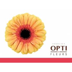 Gerbera Hol. Everglow "T25"