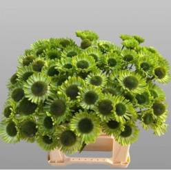 Rudbekia Green Jewel 45cm "T5"