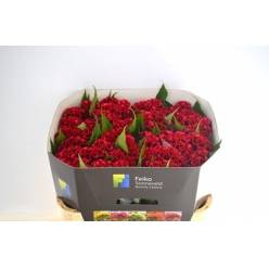 Celosia Cresta Act Dara 70cm Rj. (7 Dias - 2�)
