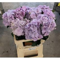 Hortensia Hol. Royal Benefit 60cm �18/20 Bl.