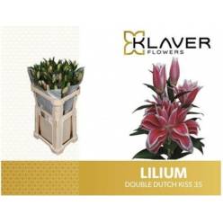 Oriental Hol. Rj. Doble Overig Kiss  85cm 3/4 fl.