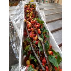 Malus Manzanitas Ov. Tak 90cm "CC4"