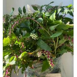 Phitolacca Italia 70cm 300gr