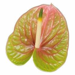 Anthurium Hol. Lucardi 12  "CC14"