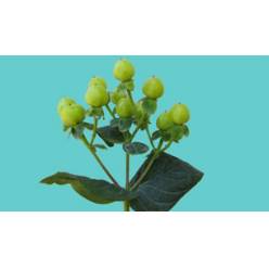 Hypericum Ecu. Smiley Romance 50cm "T25"