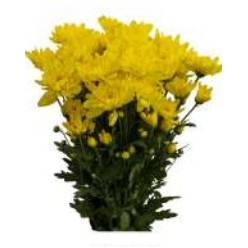 Margarita Col. C. Yellow Zembla