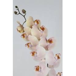 Phalaenopsis Royal Peach x25