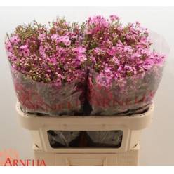 Flor Cera Hol. Nieks Pride 70cm 35gr Fuc. "T25"