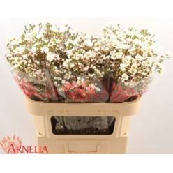 Flor Cera Hol. Rhiannon 70cm 35gr Bl. "T25"