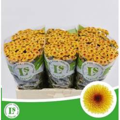Santini Calimero Shiny 1000gr "T25" Am.