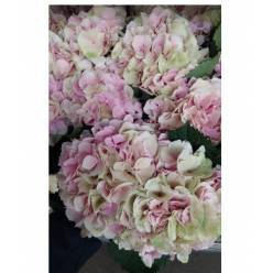 Hortensia Hol. Verena Classic 70cm 22/24 Bic.