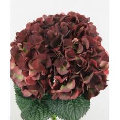 Hortensia Hol. Mag. Rubyred 60cm 13/15 Rojo