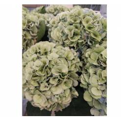 Hortensia Hol. My Heaven Clasic 80cm 20/22cm
