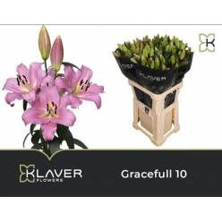 Oriental Hol. Rs. Gracefull 80cm 2/3 fl.