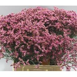 Limonium Hol. Sensy Pink Beauty 70cm 25gr "T25"