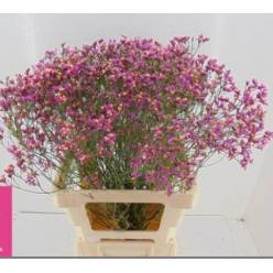 Limonium Hol. Tiffany Diamond 65cm 25gr "T25" Rs