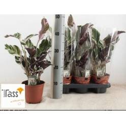 P. Calathea Fusion White 14/40cm x8