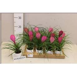 P. Tillandsia Cyanea 7/15cm "CC12" -M.Ceramica-