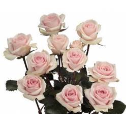 Ramificada Ecu. Star Blush 50cm