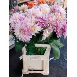 Dalia Hol. Cafe Au Lait 50cm "CC15"
