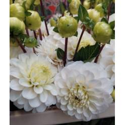 Dalia Hol. White Isa 50cm "CC40"