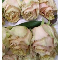 Rosa Ecu. Caramel Macchiato 50cm