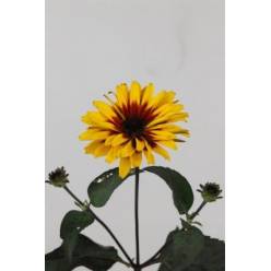 Heliopsis Yellow Spider 60cm