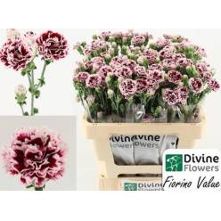 Clavel Mini Fiorino Value 60 cm