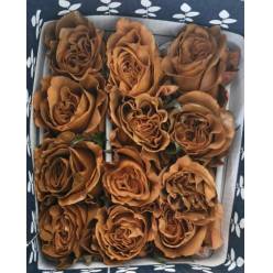 Rosa Ecu. Tintada Toffee 50cm