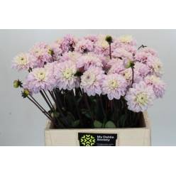 Dalia Hol. Espacio 55cm "CC50"