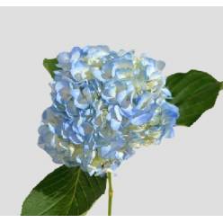 Hortensia Premium Azul 60cm 17/18
