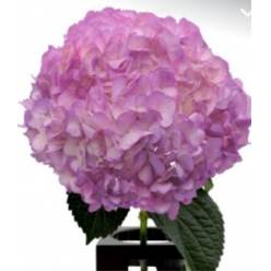 Hortensia Premium Tint. Raspberry 60cm 17/18