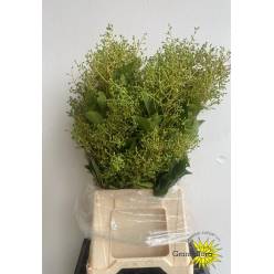 Ligustrum Italia 60cm 250gr