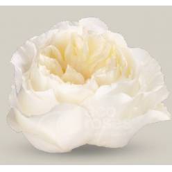 Rosa Ecu. Vicky Gardens 40cm