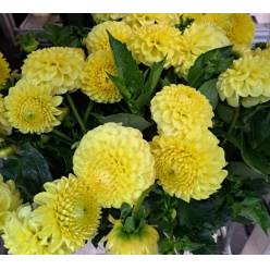 Dalia Hol. Golden Torch 50cm "CC40"
