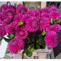 Dalia Hol. Overig Fucsia 45cm "CC30"