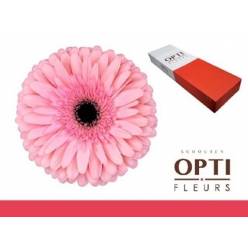 Gerbera Hol. Estrella "T25"
