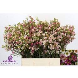 Flor Cera Hol. Sexy Bella 60cm 25gr Rs. "T25"