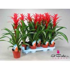 P. Guzmania Ostara Rood 13/60cm x10