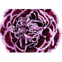 Clavel Col. Select Nobbio Filigrana Bi.