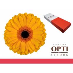 Gerbera Hol. Oaklyn "T25"