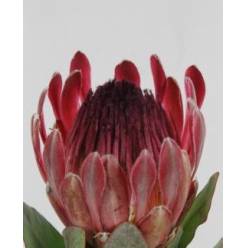 Protea Sharonet 70cm