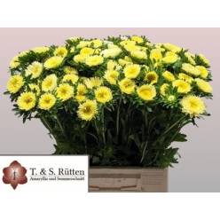 Calistepus Hol. Mats Geel 45cm Am.