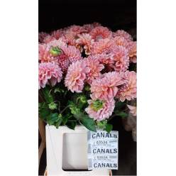 Dalia Hol. Lindas Baby 40cm Sal. "CC40"