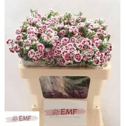 Clavel Hol. Mini Raffine Saba 55cm