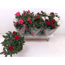 P. Rosal Fav Ro Mixto 5srt 10.5/30cm "CC12"