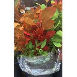Eucalipto Populus Berry Pintado Fucsia "200gr"